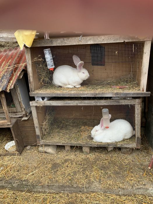 Vand cocosi si iepuri rasa mixta
