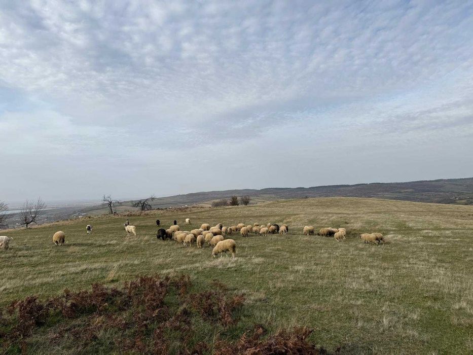 Oi frumoase de ținut