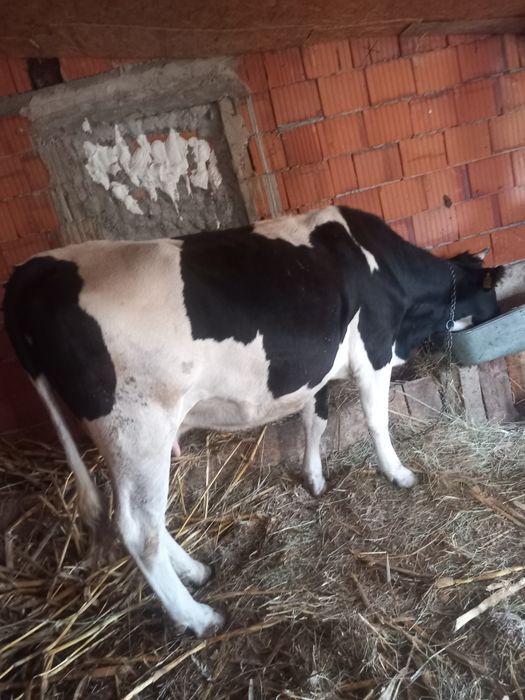 Vând vaca gestanta  în 8 luni
