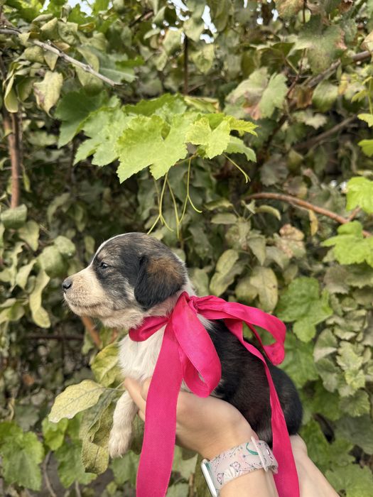 Отдаем даром/бесплатно щенков в добрые руки