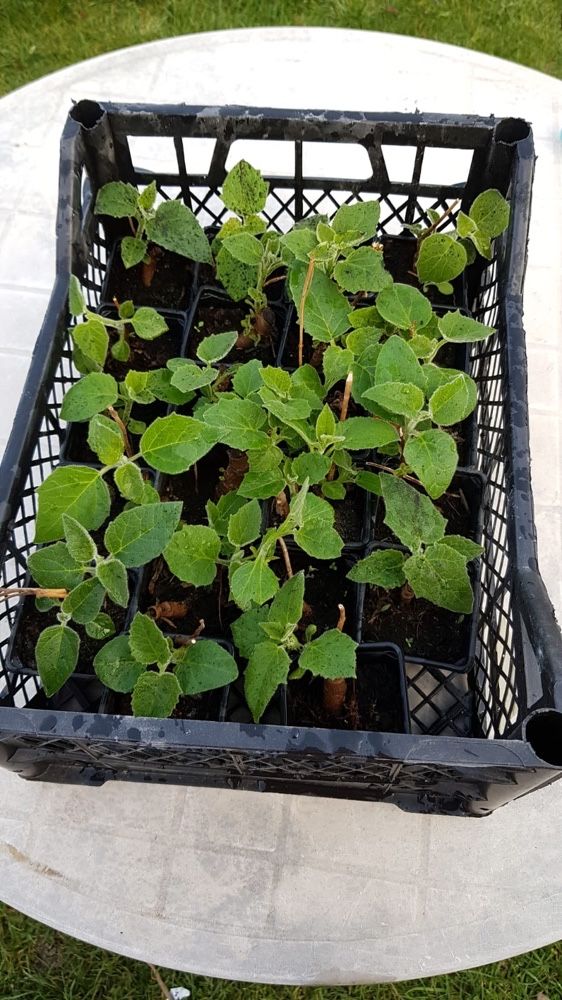 paulownia , seminte, rasaduri butasi de la 7 lei