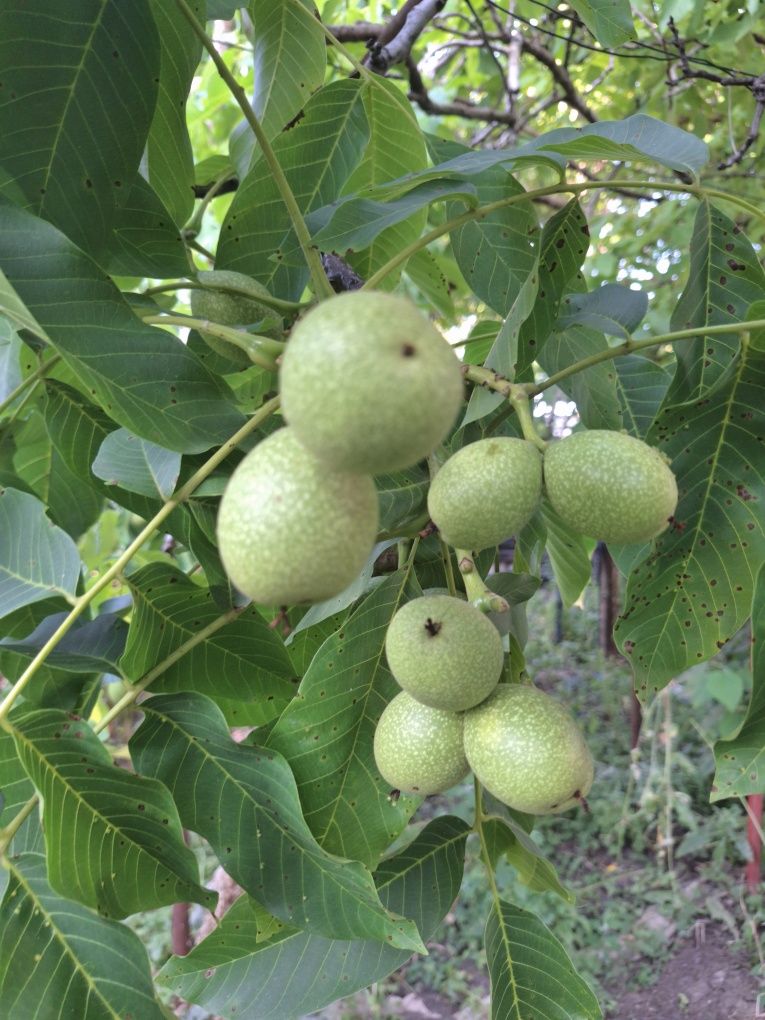 Nuca verde pentru dulceata