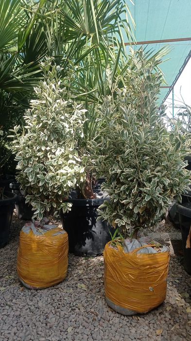 Шамшод оптом нархларда