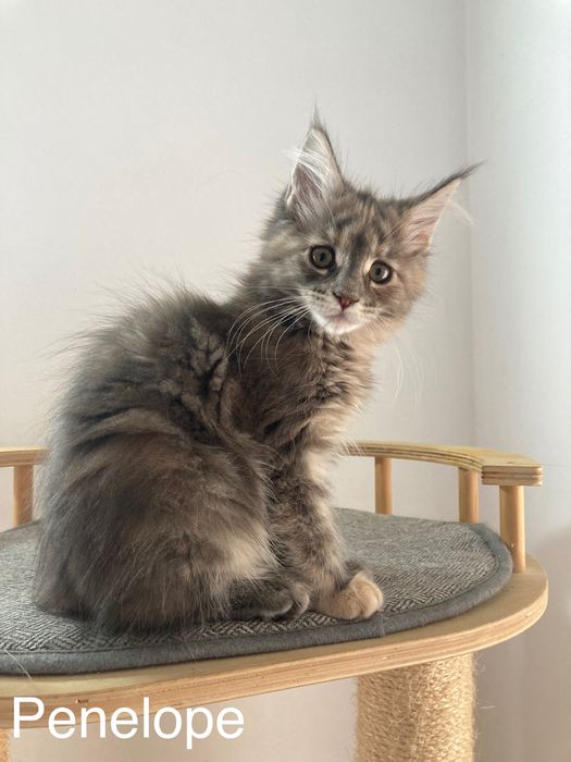 Мейн-куун котенца