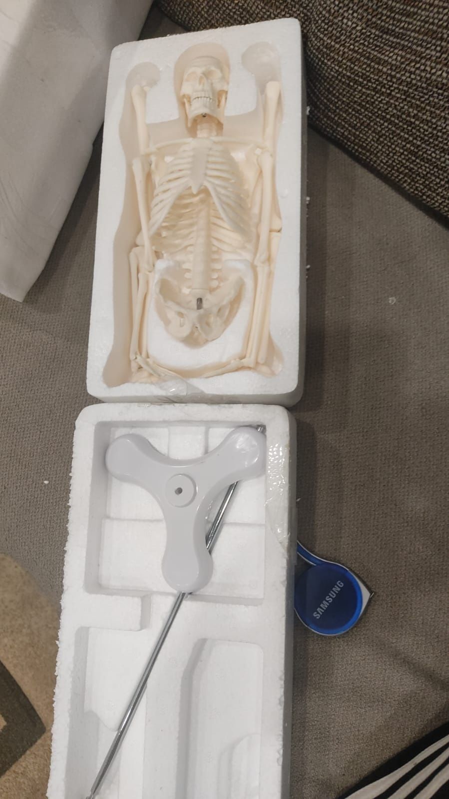 Продам макет человеческого скелета