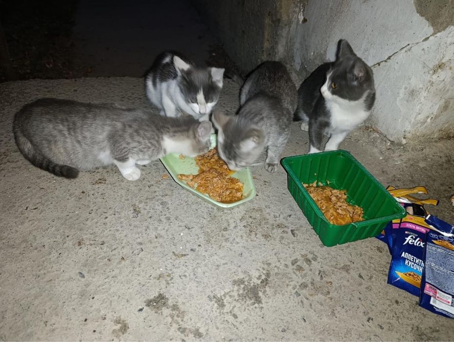 Очароватильные котята в поисках любящих хозяев!