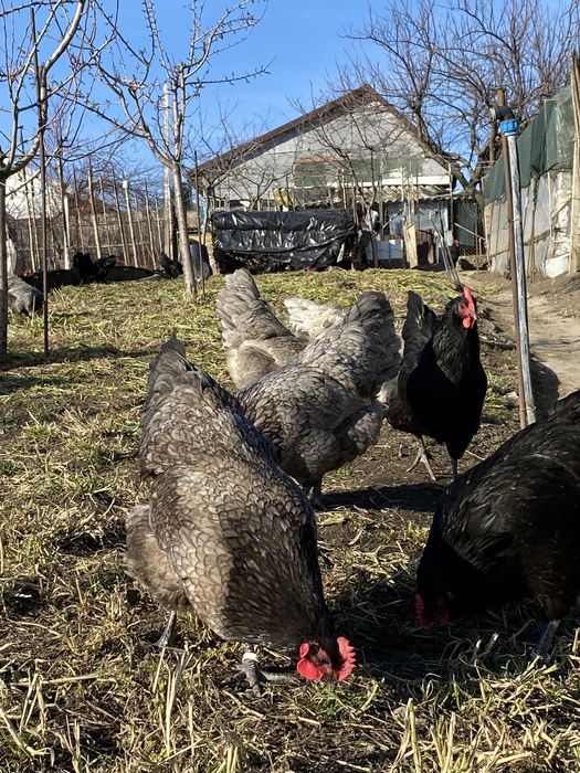 Oua gaina Australorp