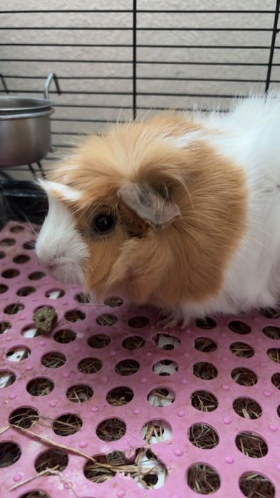 Подарявам морско свинче