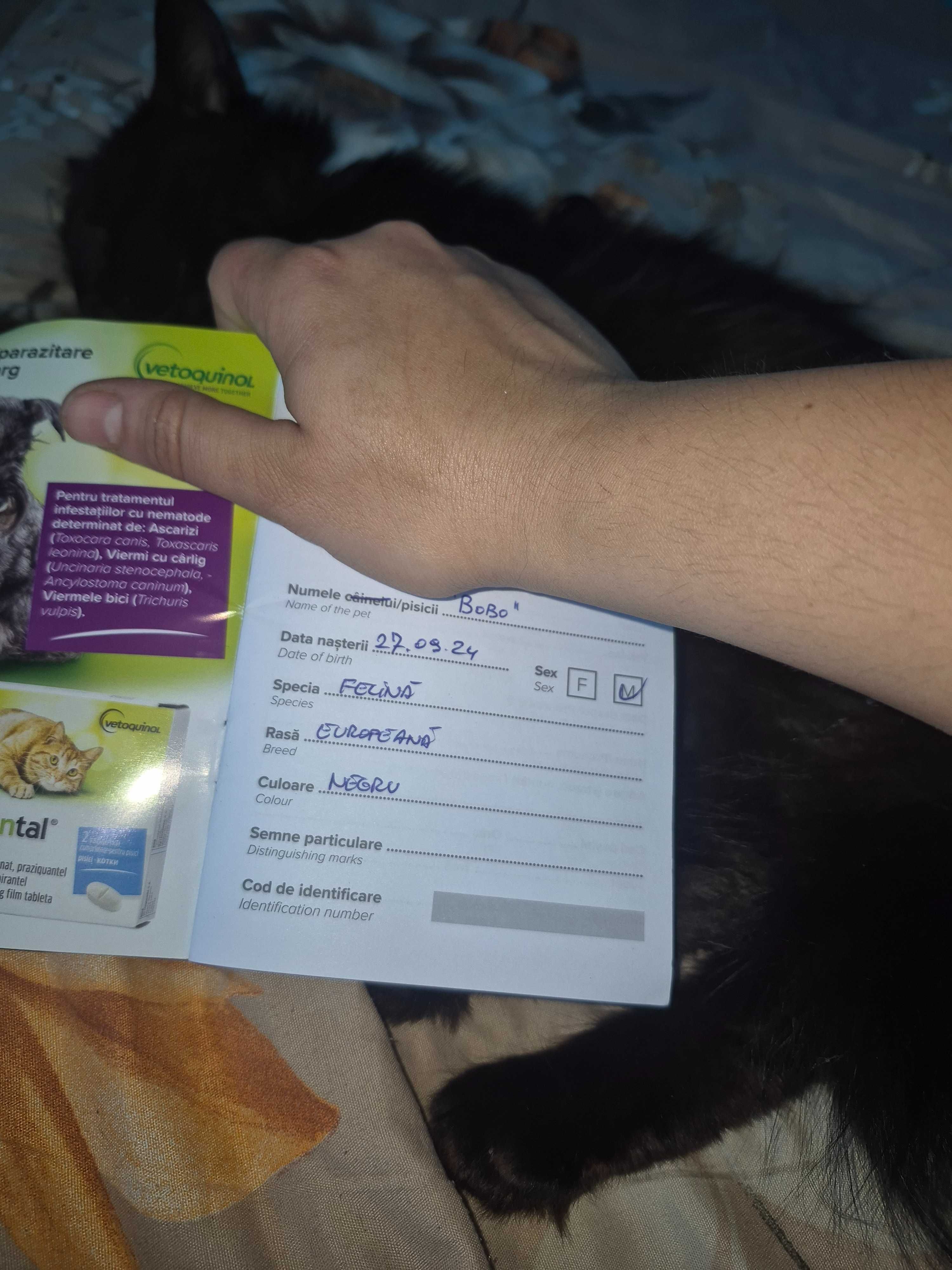 Dau spre adopție motan