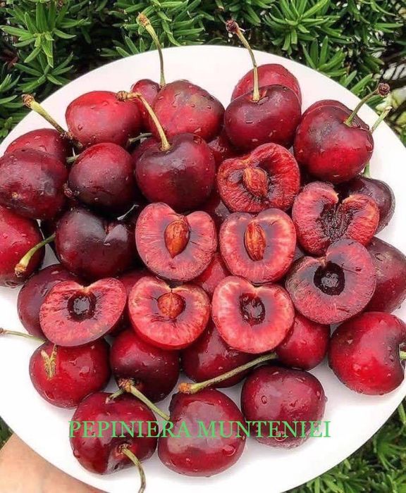 Pomi frucfiferi columnari