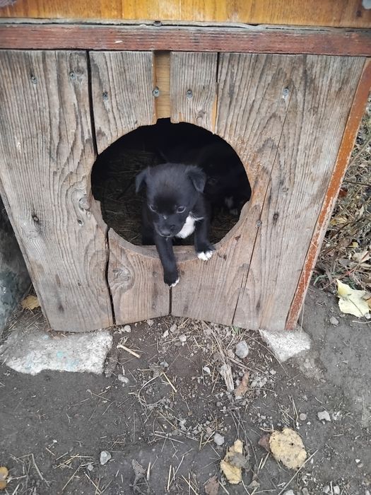 В добрые руки, щенята обычные