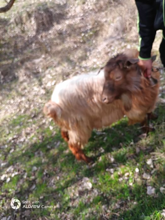 Vând țap tanar de tăiere sau monta..