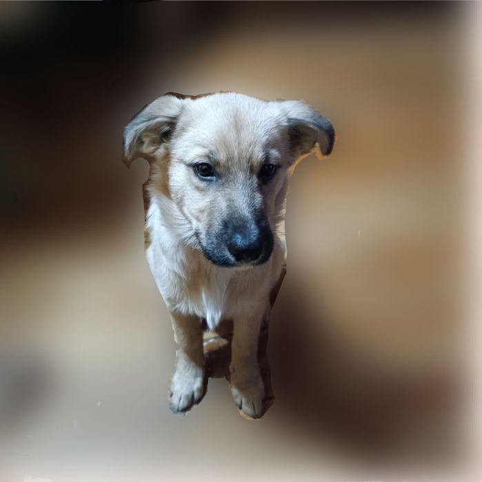 Собака в дом/квартиру