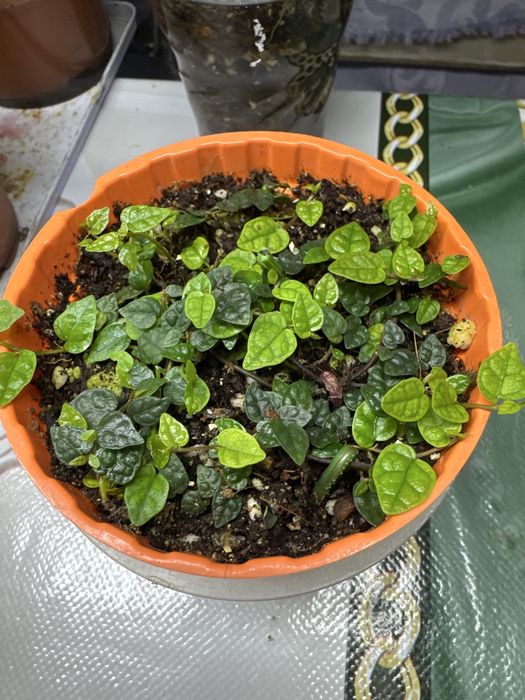 Продам фикус Пумила!