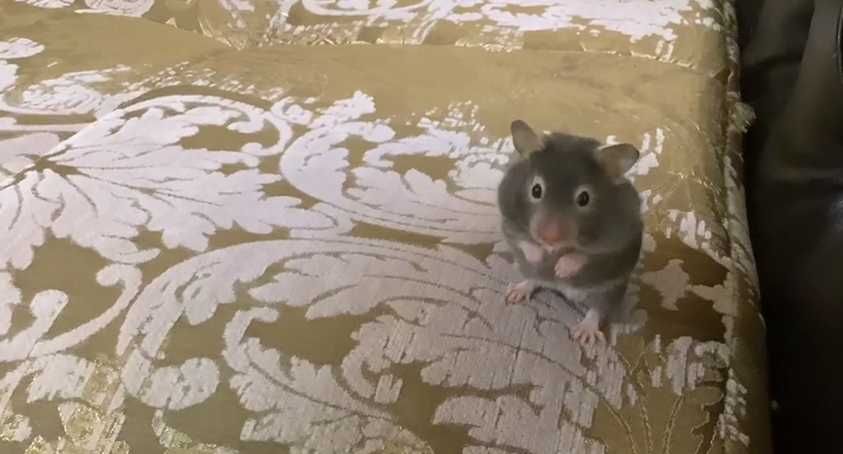 Сирийские хомяки (1,5 месяца, редкий цвет) – Ташкент, Мирабад