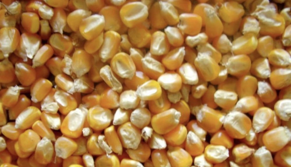 Vand porumb 1 leu\kg