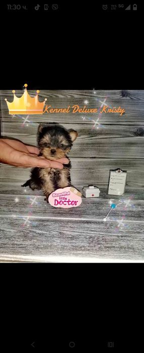 Йоркширски териер мини ЖЕНСКИ