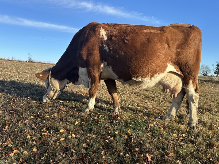 Vand vaca gestanta 9 luni