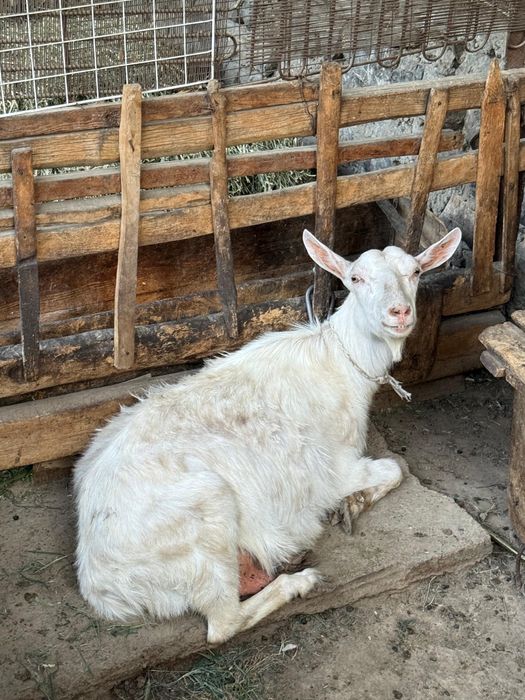 3 орыс ешкі 1-еуі 300 мың теңге