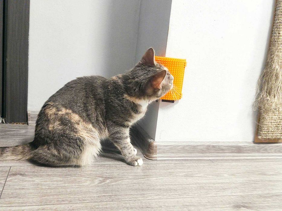 Чесалка за котки