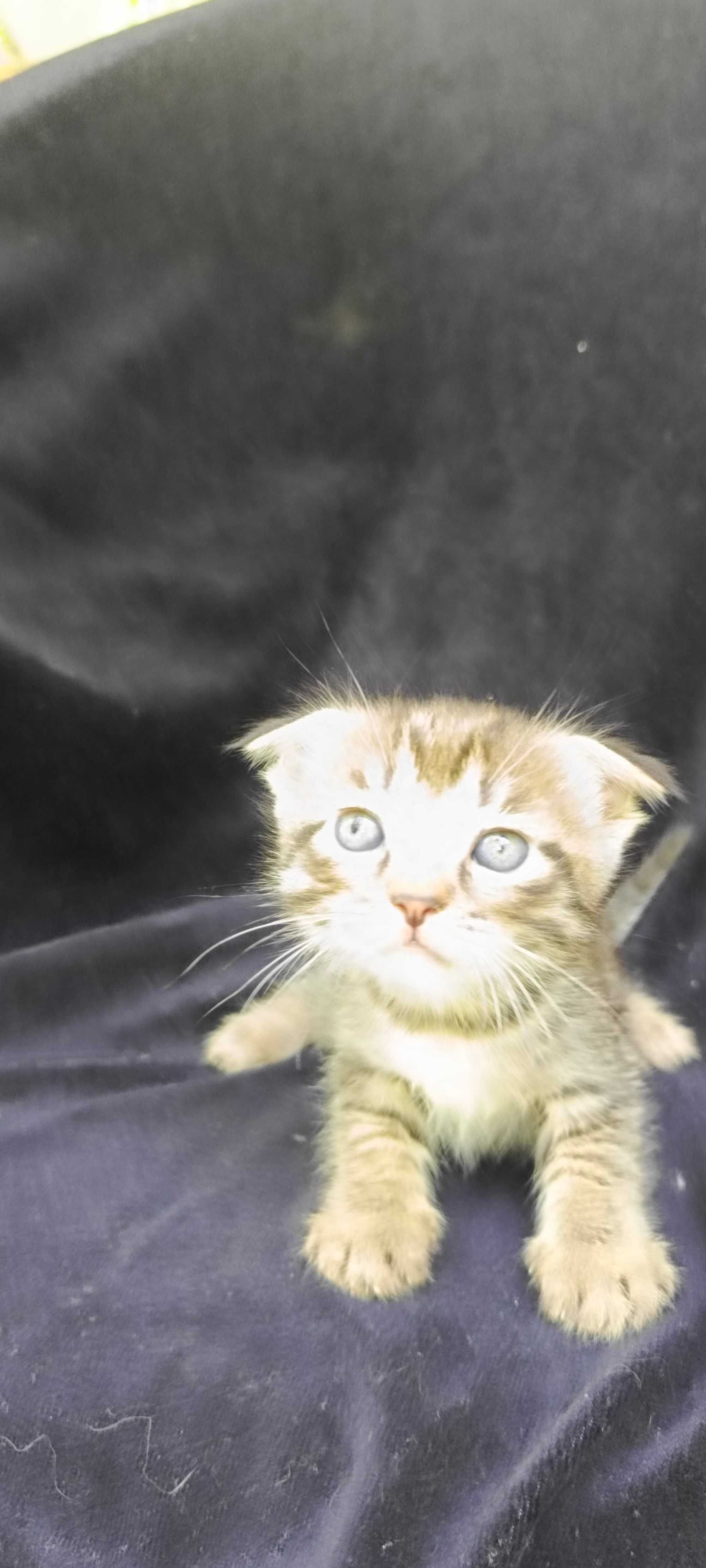Котята вислоухие один белый и один серый есть и страйт два белых !