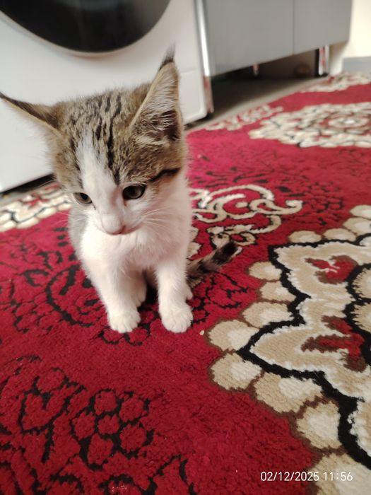 Mushuk mushuk mushuk mushuk mushuk mushuk