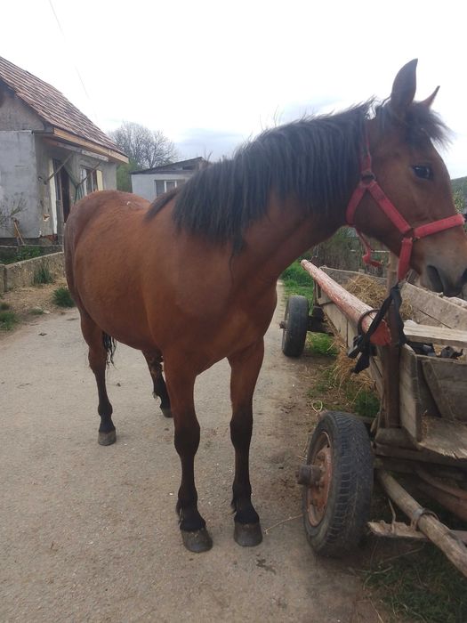 Mânză de vânzare