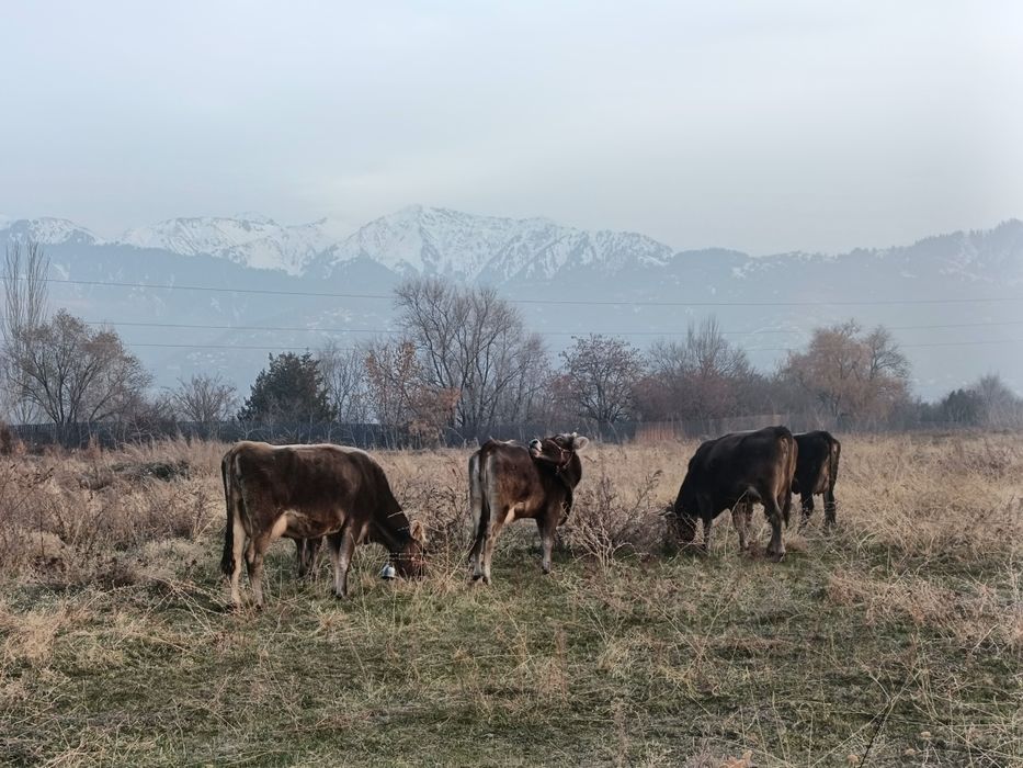 Продаются коровы