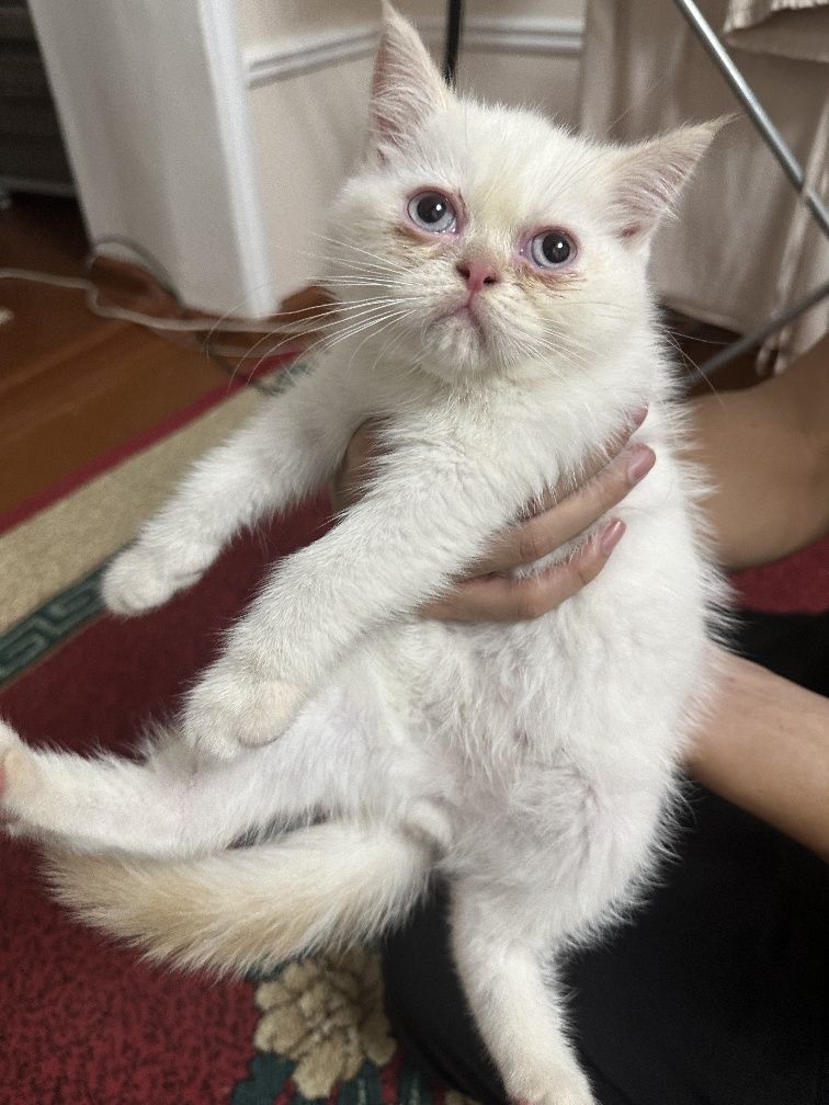 Экзотическая короткошёрстная  девочка