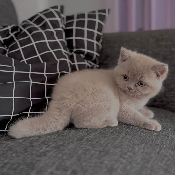 Продам британских котят