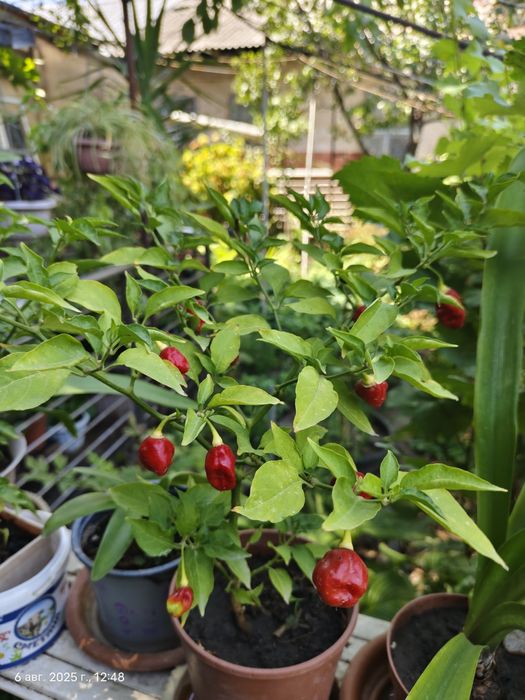 Цветы комнатные. Перчик.