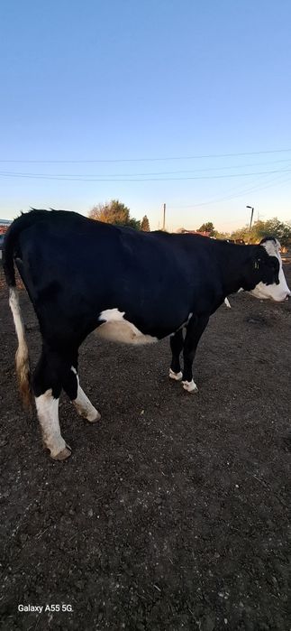 Продават се 15 бр мъжки и женски телета