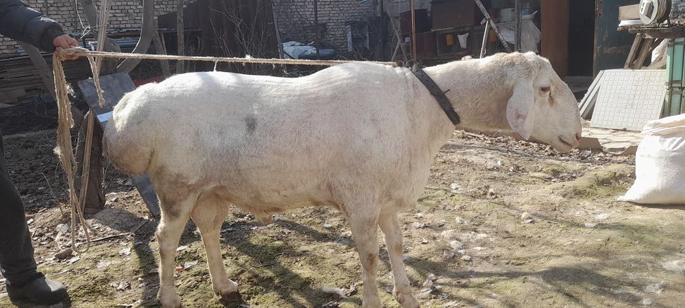 Arashan qochqor zotga sotiladi