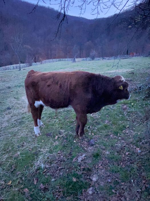 Vând vitel bălțat.