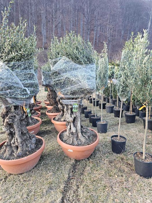 Plante Ornamentale