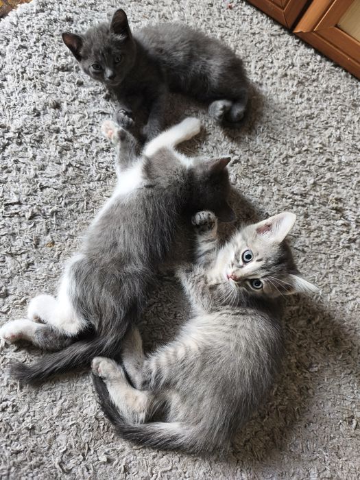 Отдам котят в добрые руки!