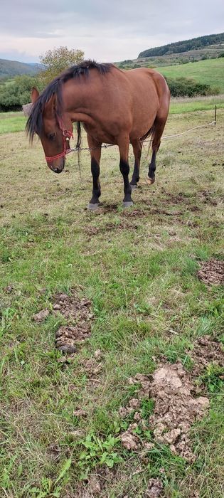 Iapa de vinzare , blinda si cuminte.