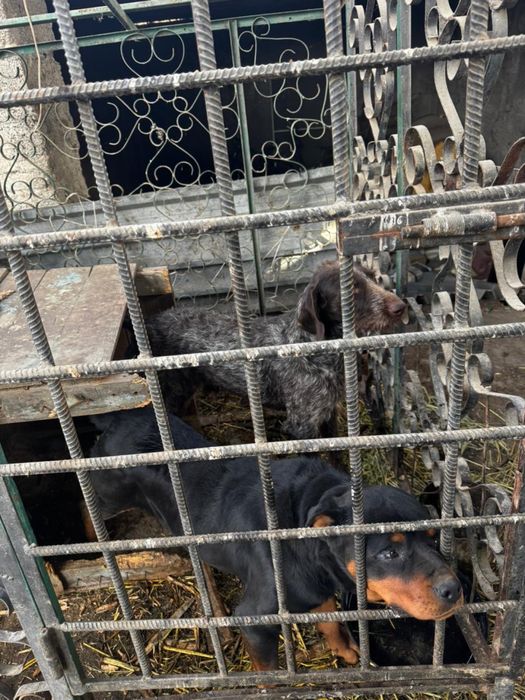 курцхар и ротвелер