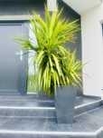 Palmier Yucca natural