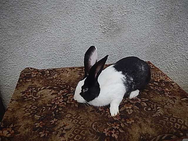 Hycole Francez -Mascul