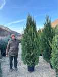 Cupressus leylandii 2m - 4m, calitate premium! La cel mai mic preț