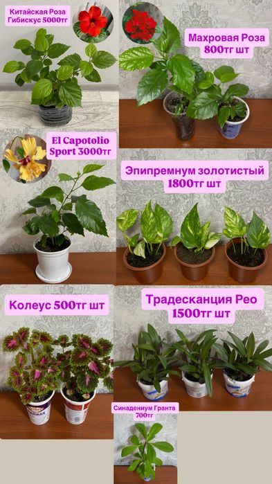 Комнатные цветы. Домашние цветы