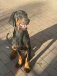 Doberman masculi