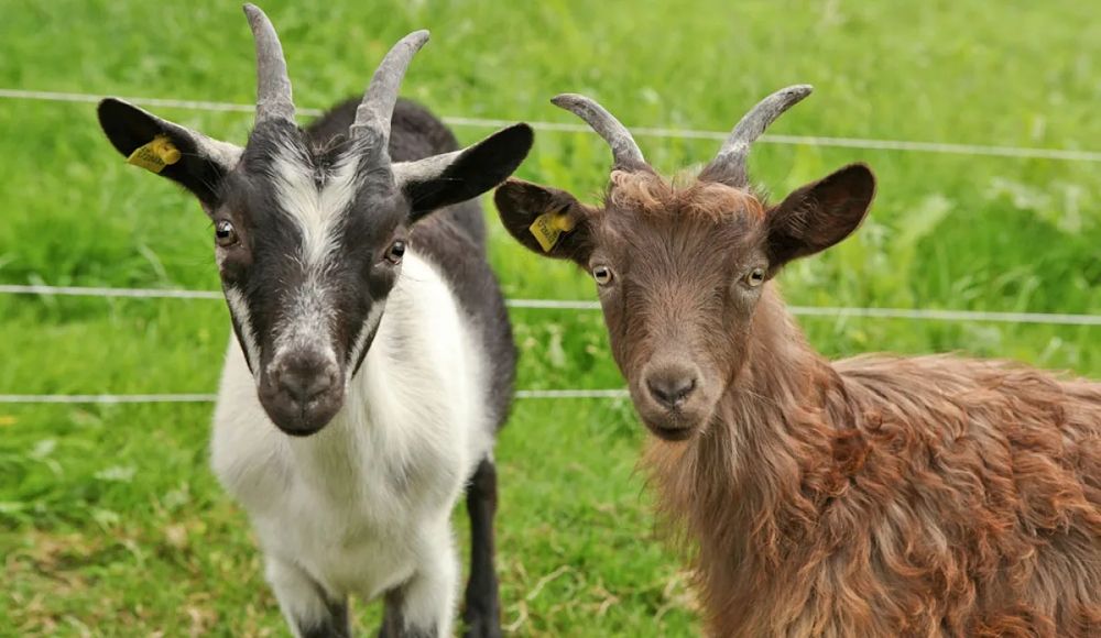 Vând iezi de rasă si am si oii 100 euro perechea