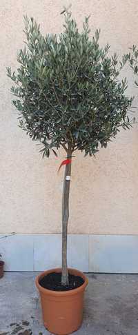 Оливковое дерево. Зайтун дарахти