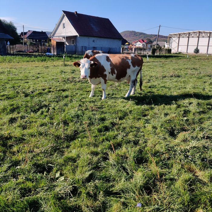 Vaca bălțată gestantă