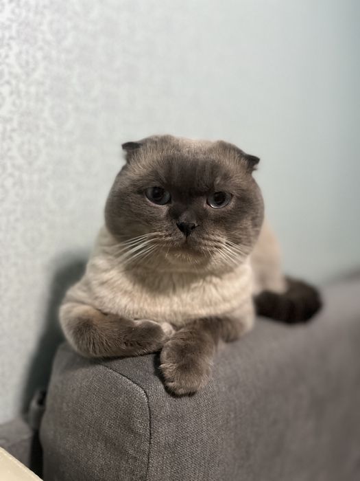 Кот ищет кошку для вязки