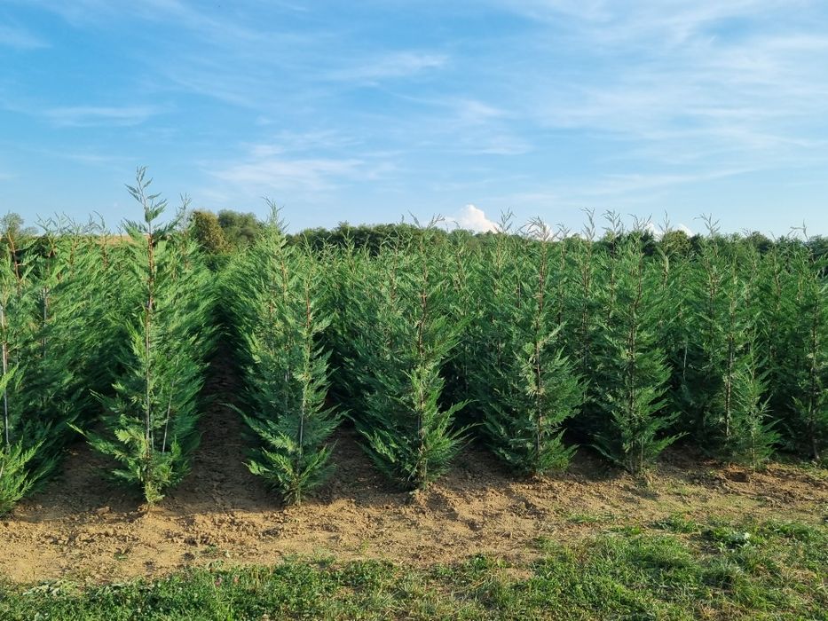 Pepiniera Cristea Ioan oferă spre vânzare Chiparos Leyland (altoit)