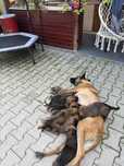 Donez puiuti malinois