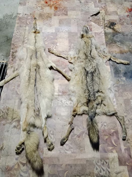 Қасқырдың терісі